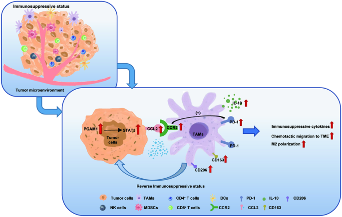 Phosphoglycerate mutase 1 promotes breast cancer progression through inducing immunosuppressive M2 macrophages