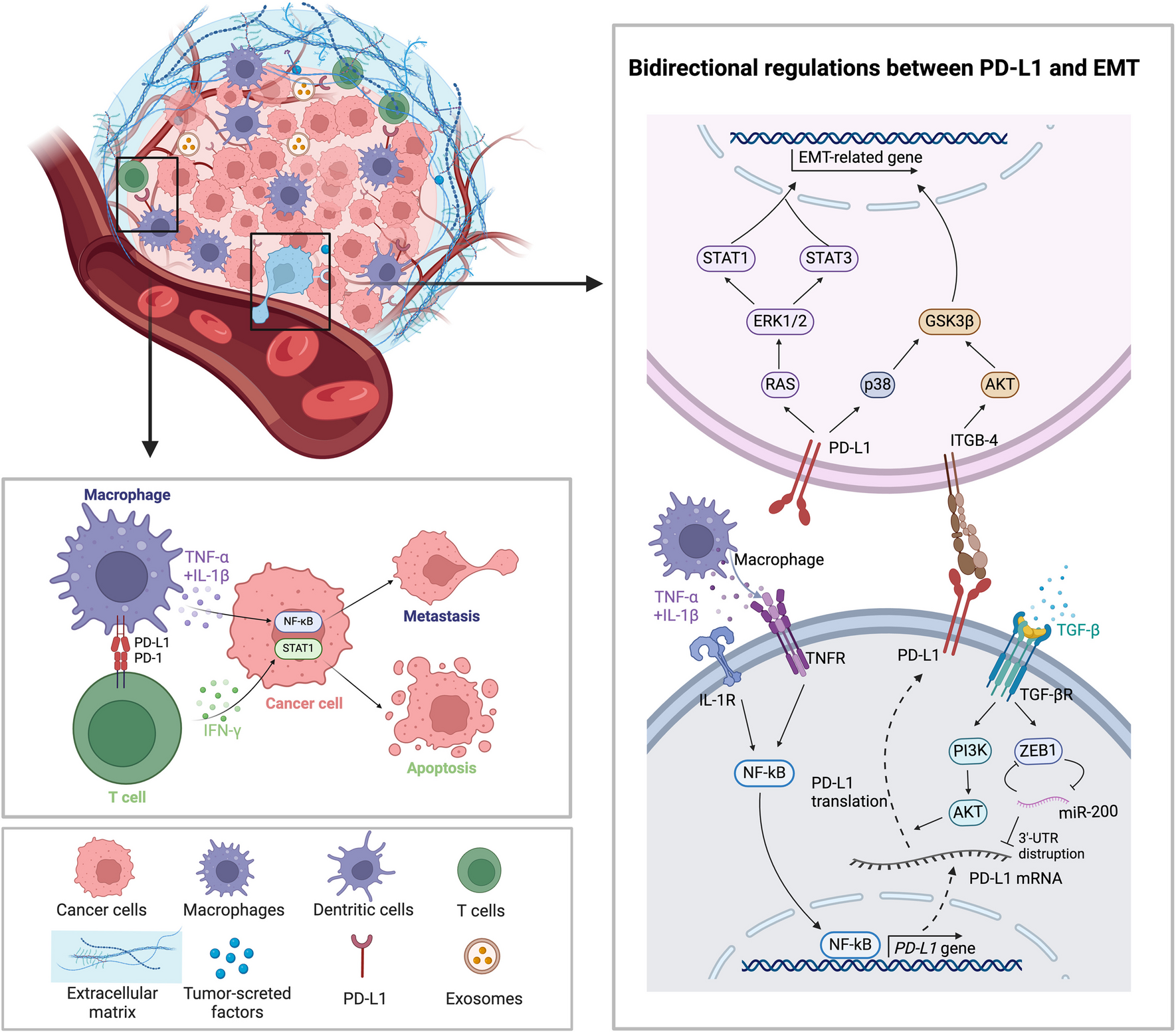 The roles of PD-L1 in the various stages of tumor metastasis