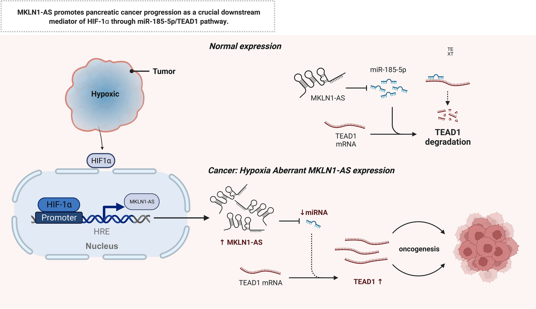 MKLN1-AS promotes pancreatic cancer progression as a crucial downstream mediator of HIF-1α through miR-185-5p/TEAD1 pathway