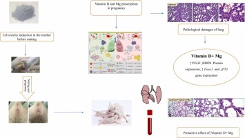 Ameliorative mechanism of dietary vitamin d and magnesium on newborn’s pulmonary toxicity induced by cadmium