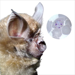 New member of Plasmodium (Vinckeia) and Plasmodium cyclopsi discovered in bats in Sierra Leone – nuclear sequence and complete mitochondrial genome analyses