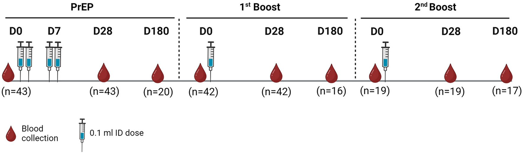 One-dose intradermal rabies booster enhances rabies antibody production and avidity maturation