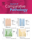 Review of the comparative pathological and immunohistochemical features of human and canine cutaneous melanocytic neoplasms