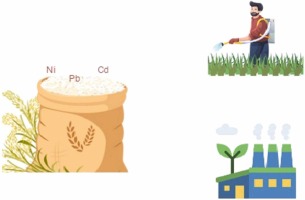 Evaluation of carcinogenic risk of heavy metals due to consumption of rice in Southwestern Iran