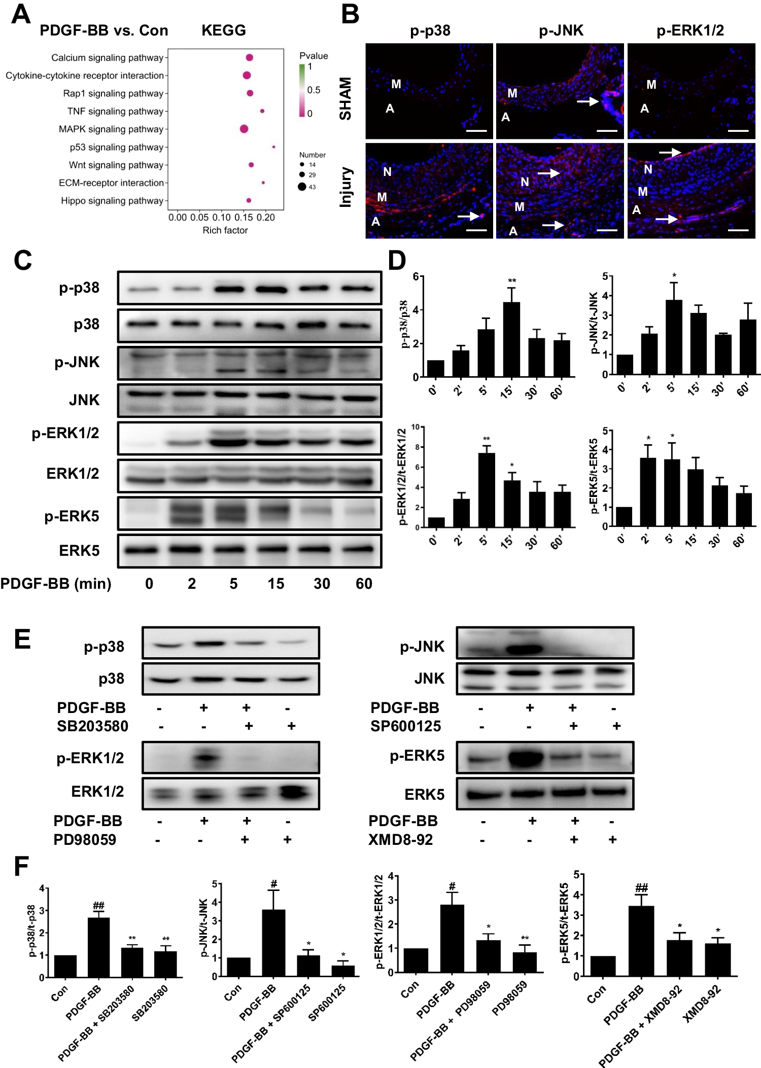 Mitogen-Activated Protein Kinases Mediate Adventitial Fibroblast Activation and Neointima Formation via GATA4/Cyclin D1 Axis