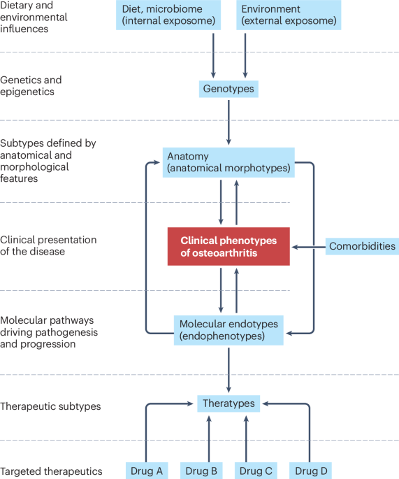 Clinical phenotypes, molecular endotypes and theratypes in OA therapeutic development