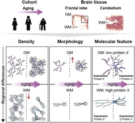 Region-specific and age-related differences in astrocytes in the human brain