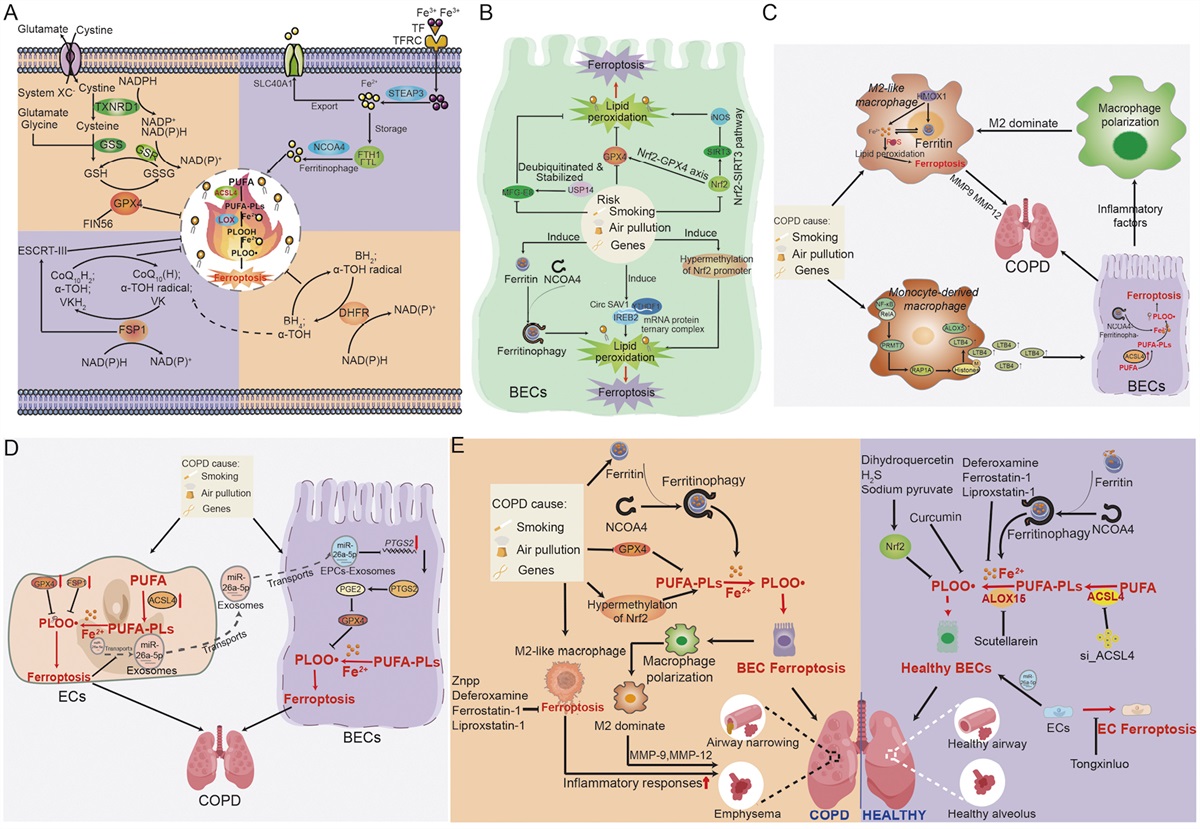 Ferroptosis in chronic obstructive pulmonary disease: From cellular mechanisms to therapeutic applications