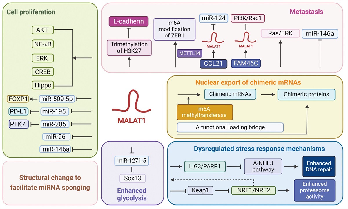 Long non-coding RNA MALAT1 in hematological malignancies and its clinical applications