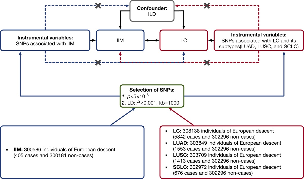 Causality Assessment Between Idiopathic Inflammatory Myopathies and Lung Cancer: A Bidirectional 2-Sample Mendelian Randomization