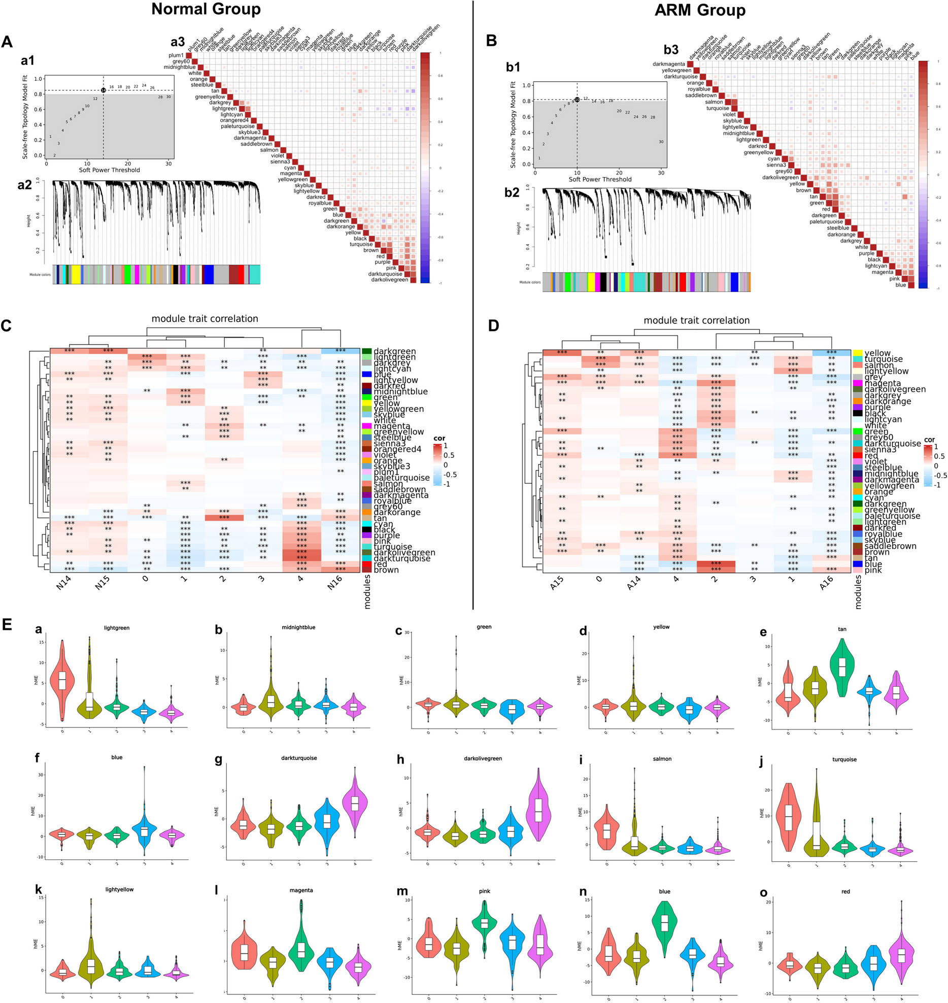 Spatial transcriptomics reveals gene interactions and signaling pathway dynamics in rat embryos with anorectal malformation