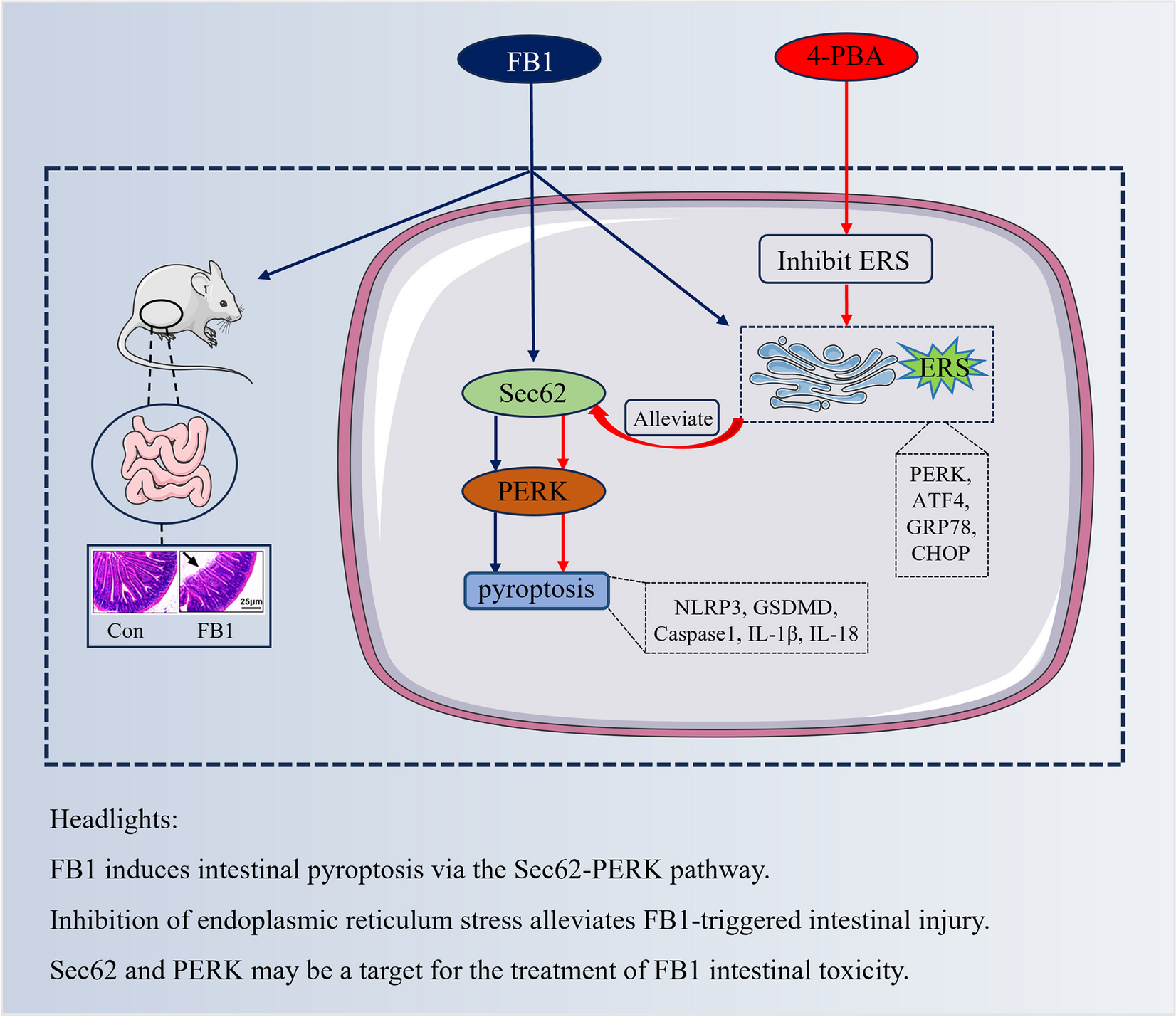 Mild endoplasmic reticulum stress alleviates FB1-triggered intestinal pyroptosis via the Sec62-PERK pathway