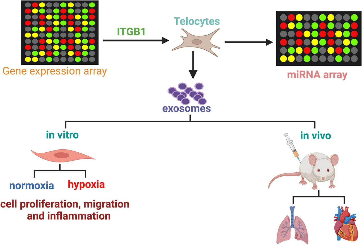 Exosomes enriched by miR-429-3p derived from ITGB1 modified Telocytes alleviates hypoxia-induced pulmonary arterial hypertension through regulating Rac1 expression