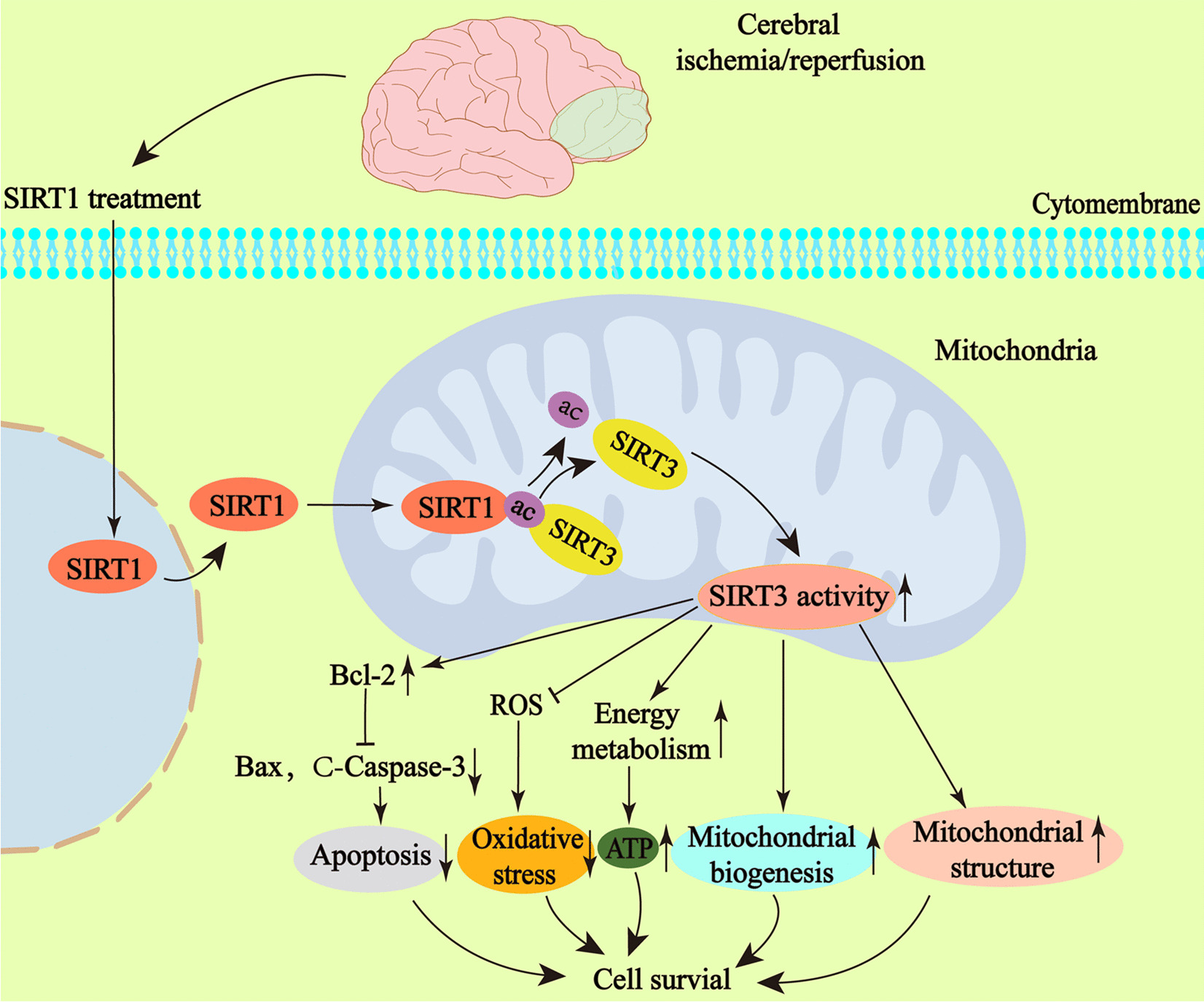 SIRT1 restores mitochondrial structure and function in rats by activating SIRT3 after cerebral ischemia/reperfusion injury