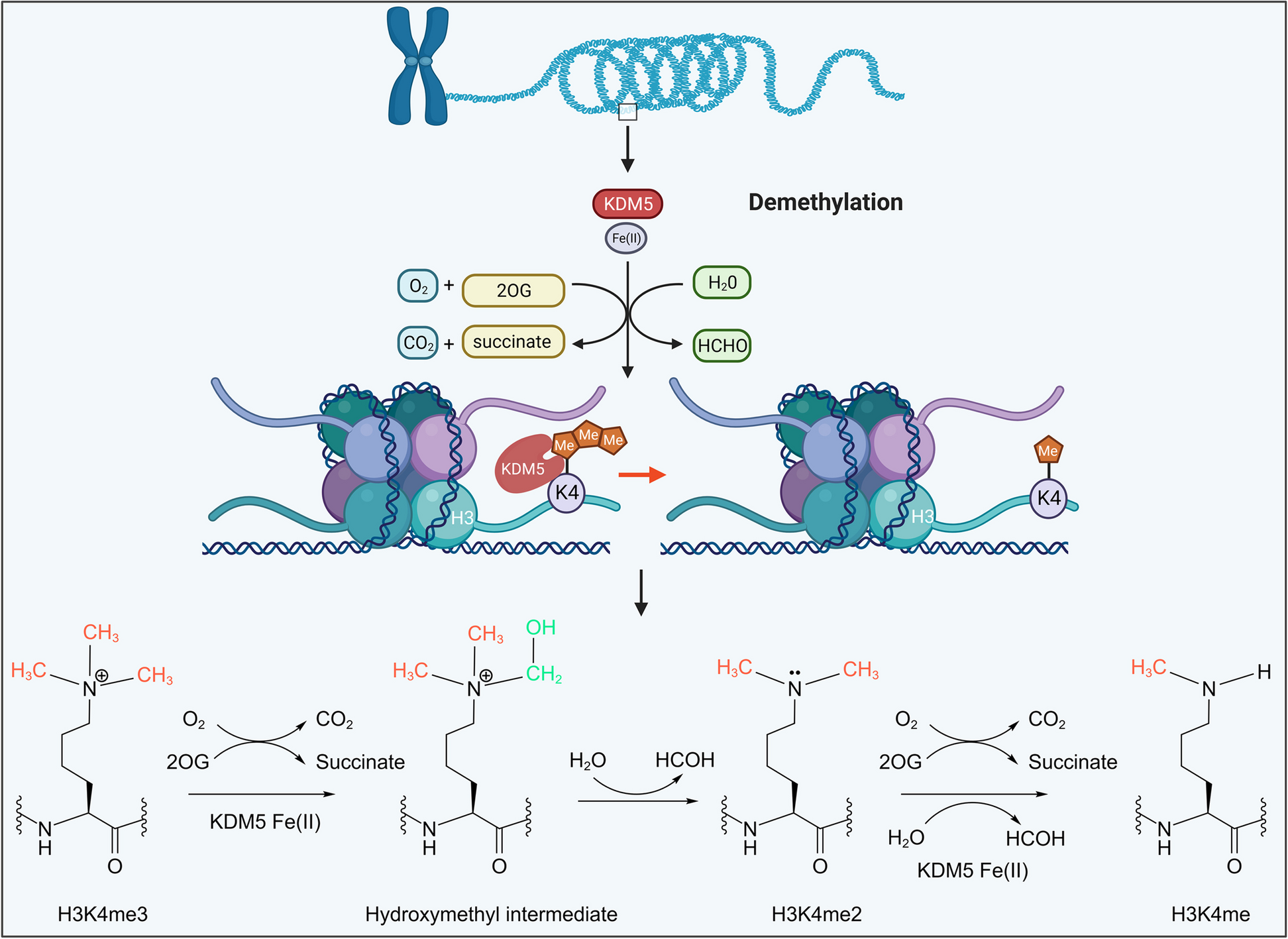 KDM5 family as therapeutic targets in breast cancer: Pathogenesis and therapeutic opportunities and challenges