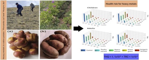 Effect of fertilization on the accumulation and health risk for heavy metals in native Andean potatoes in the highlands of Perú
