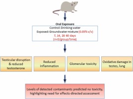 Time-course of oral toxicity to contaminated groundwater in male Sprague Dawley rats