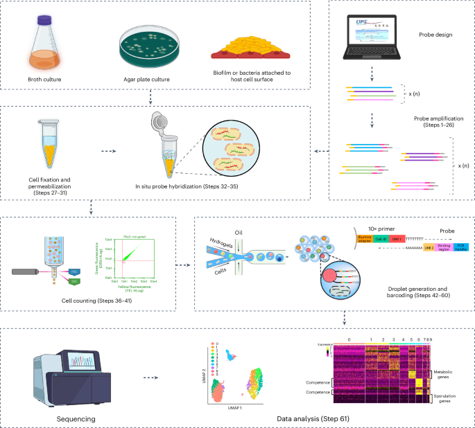 ProBac-seq, a bacterial single-cell RNA sequencing methodology using droplet microfluidics and large oligonucleotide probe sets