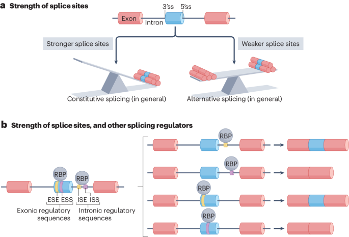 Splicing regulation through biomolecular condensates and membraneless organelles