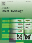 Tracheal hyperallometry and spatial constraints in a large beetle