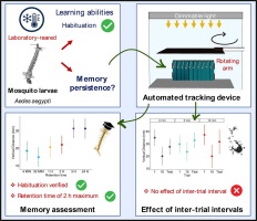 Habituation leads to short but not long term memory formation in mosquito larvae