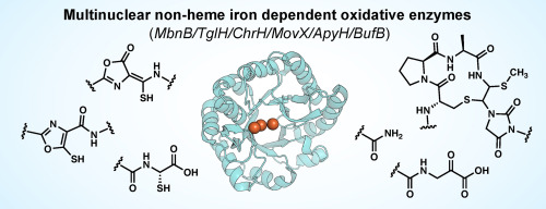 Multinuclear non-heme iron dependent oxidative enzymes (MNIOs) involved in unusual peptide modifications