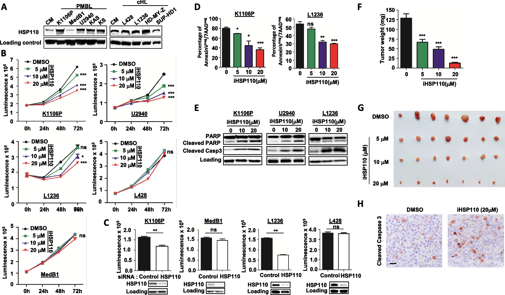 A first-in-class inhibitor of HSP110 to potentiate XPO1-targeted therapy in primary mediastinal B-cell lymphoma and classical Hodgkin lymphoma