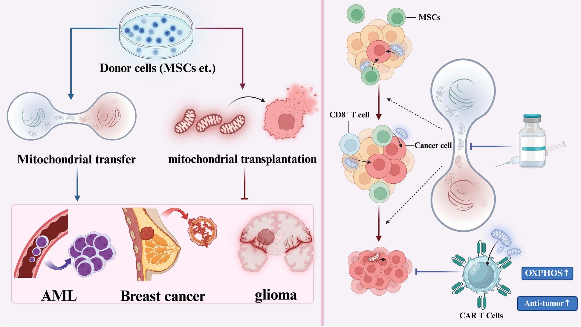 Mitochondrial transfer in tunneling nanotubes—a new target for cancer therapy