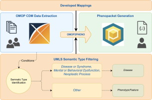 Converting OMOP CDM to phenopackets: A model alignment and patient data representation evaluation