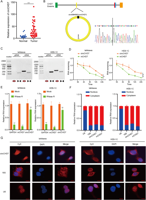 IGF2BP2-modified circular RNA circCHD7 promotes endometrial cancer progression via stabilizing PDGFRB and activating JAK/STAT signaling pathway