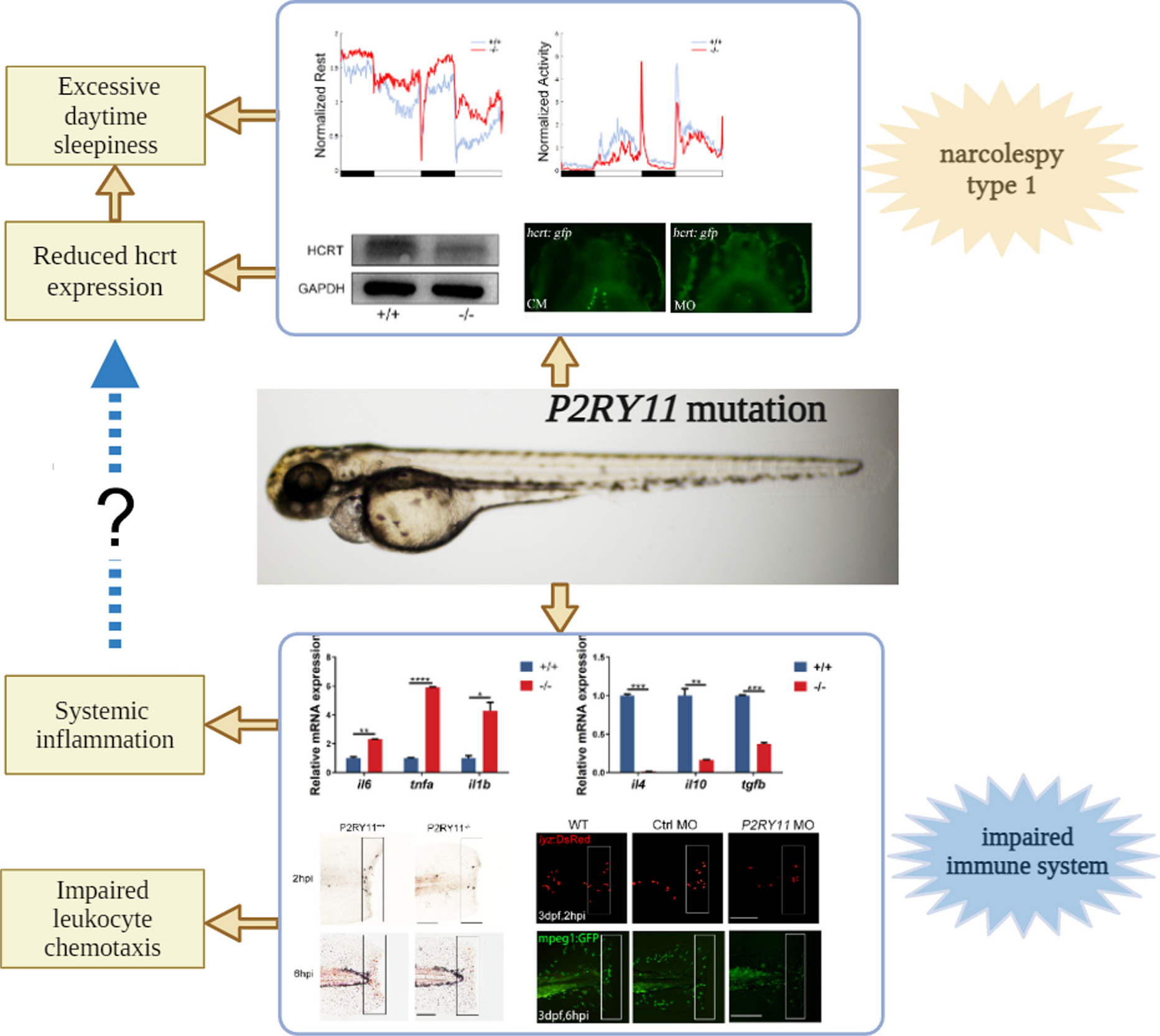 Deficiency of P2RY11 causes narcolepsy and attenuates the recruitment of neutrophils and macrophages in the inflammatory response in zebrafish