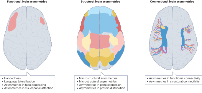 Clinical implications of brain asymmetries