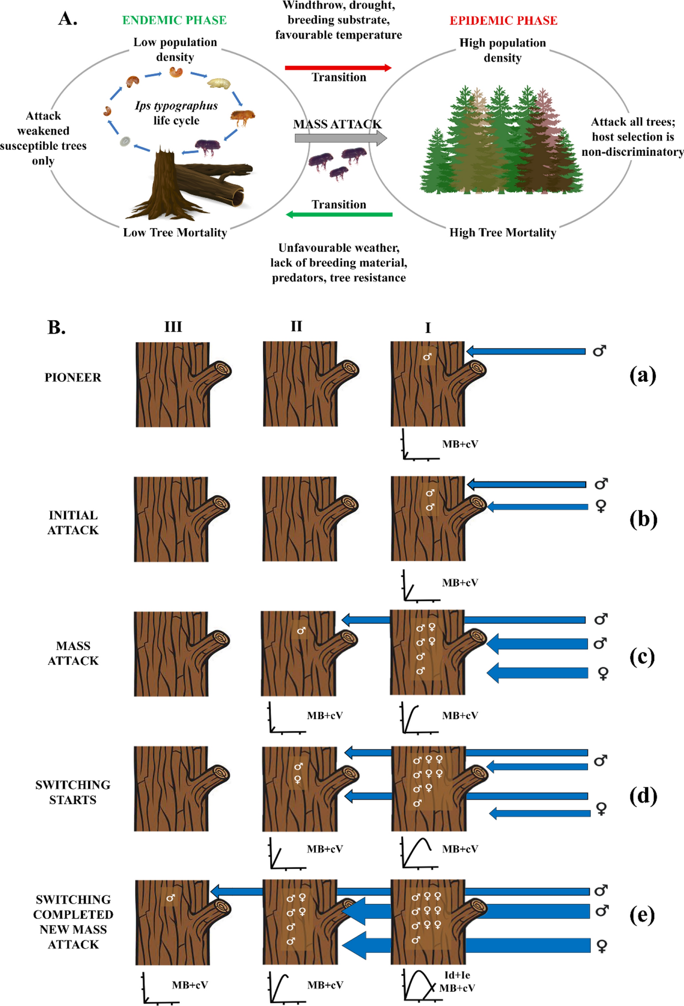 Understanding bark beetle outbreaks: exploring the impact of changing temperature regimes, droughts, forest structure, and prospects for future forest pest management