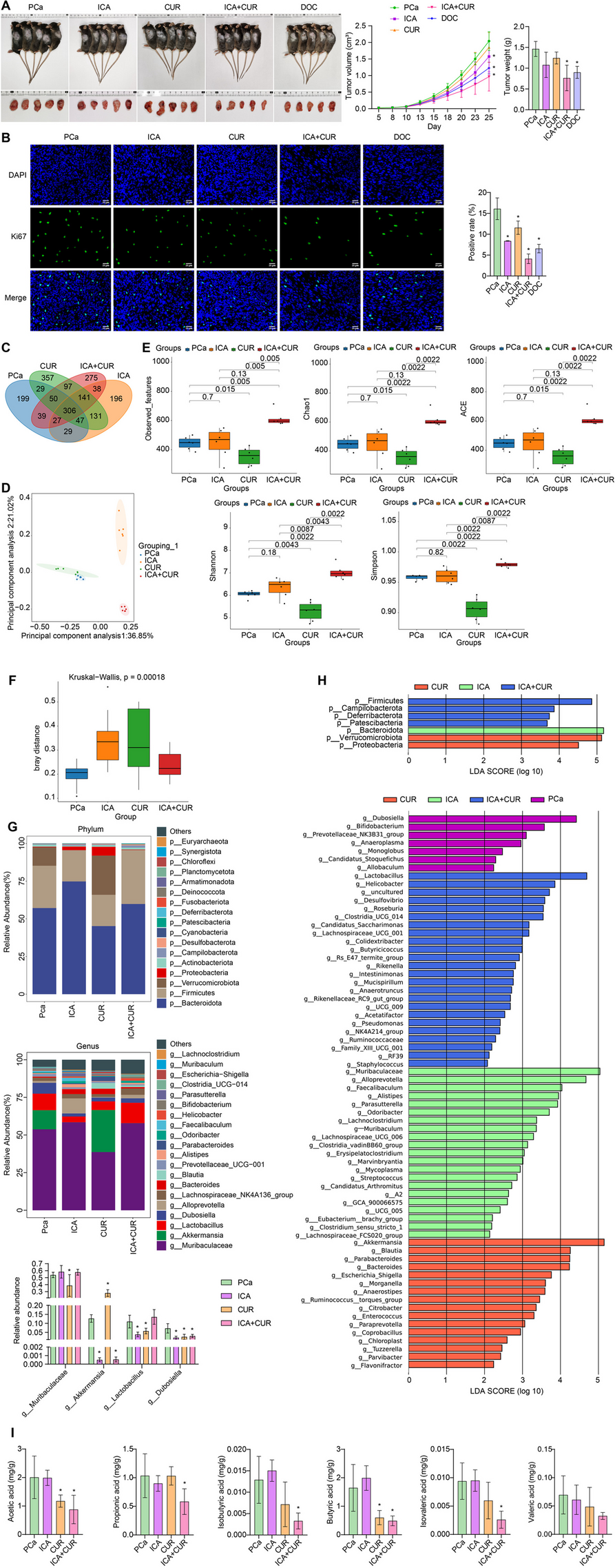 Icaritin-curcumol activates CD8+ T cells through regulation of gut microbiota and the DNMT1/IGFBP2 axis to suppress the development of prostate cancer