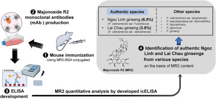 Monoclonal antibody-based enzyme-linked immunosorbent assay for quantification of majonoside R2 as an authentication marker for Ngoc Linh and Lai Chau ginsengs