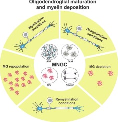 A novel in vitro model for investigating oligodendroglial maturation and myelin deposition under demyelinating and remyelinating conditions: Impact of microglial depletion and repopulation