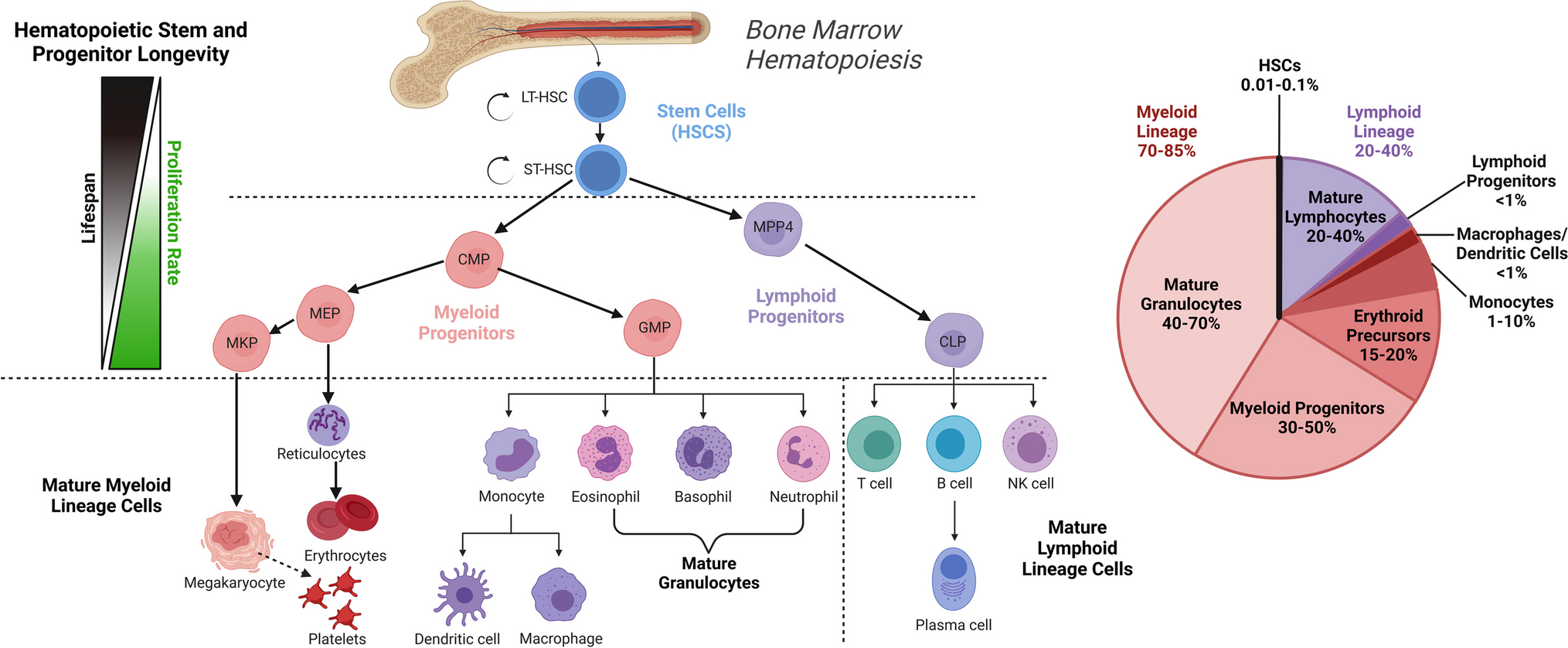 Interplay Between Skeletal and Hematopoietic Cells in the Bone Marrow Microenvironment in Homeostasis and Aging
