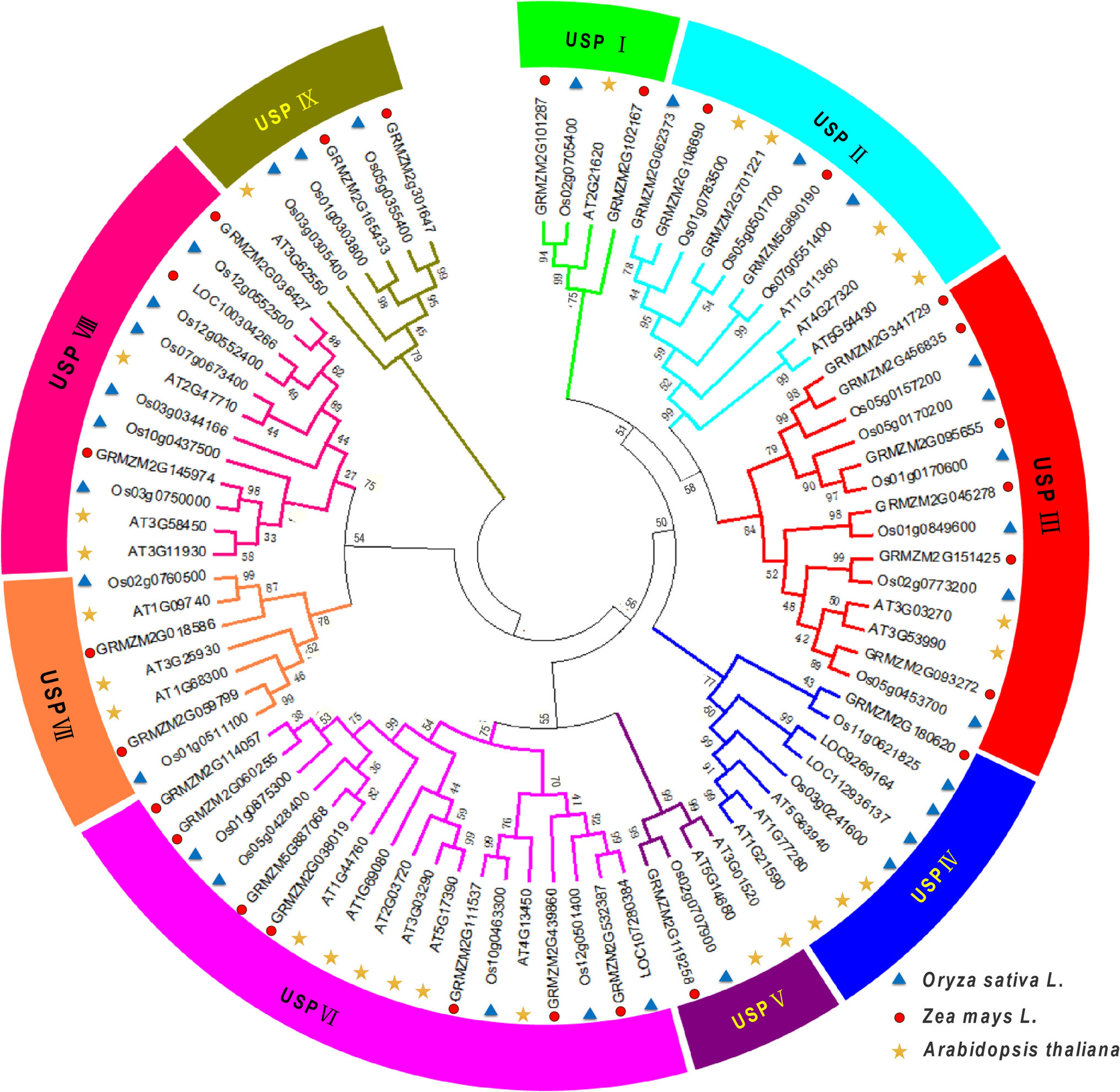 Genome-wide identification and expression analysis of the universal stress protein (USP) gene family in Arabidopsis thaliana, Zea mays, and Oryza sativa