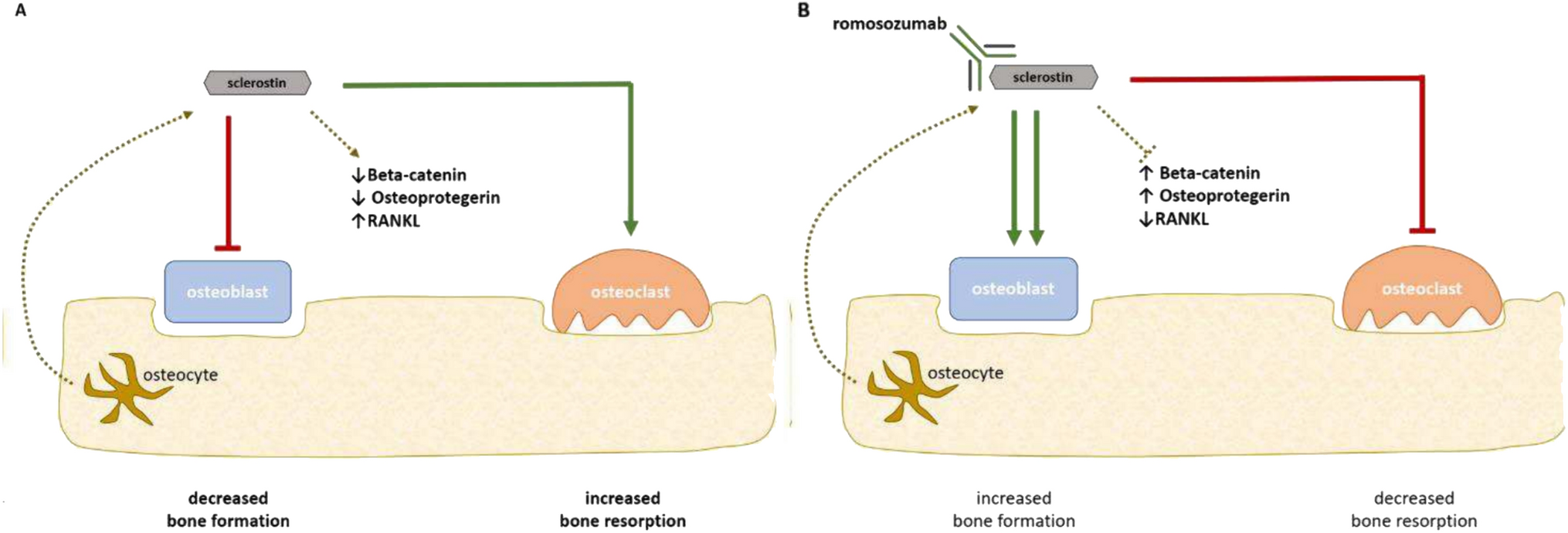 A practical approach for anabolic treatment of bone fragility with romosozumab