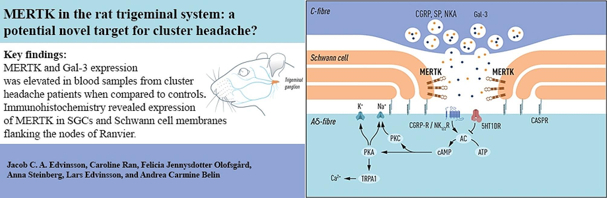 MERTK in the rat trigeminal system: a potential novel target for cluster headache?