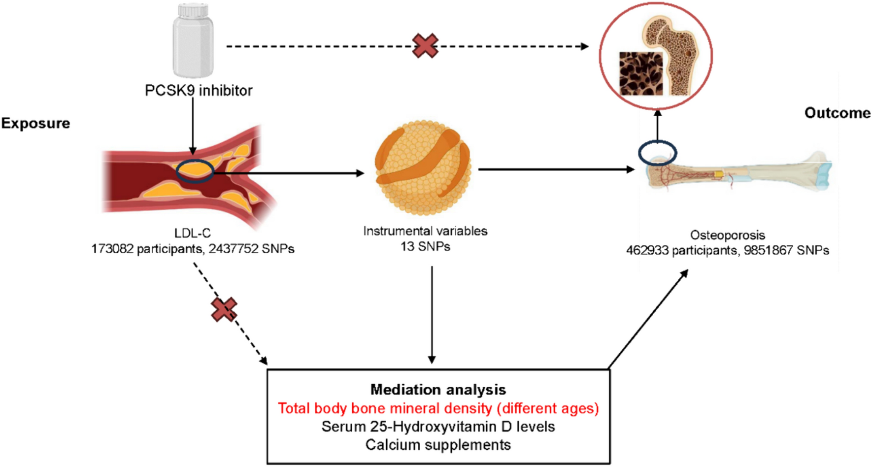 The Causal Relationship between PCSK9 Inhibitors and Osteoporosis Based on Drug-Targeted Mendelian Combined Mediation Analysis