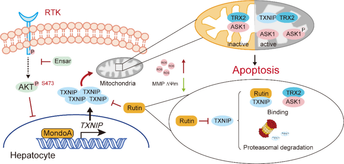 Rutin attenuates ensartinib-induced hepatotoxicity by non-transcriptional regulation of TXNIP