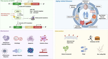 Novel insights into the activating transcription factor 4 in Alzheimer’s disease and associated aging-related diseases: Mechanisms and therapeutic implications