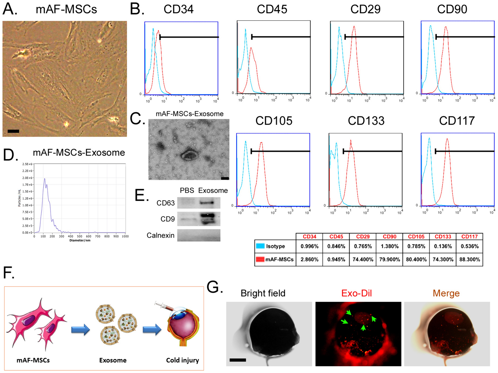 DNMT1 driven by mouse amniotic fluid mesenchymal stem cell exosomes improved corneal cryoinjury via inducing microRNA-33 promoter DNA hypermethylation modification in corneal epithelium cells