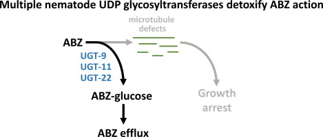 Multiple UDP glycosyltransferases modulate benzimidazole drug sensitivity in the nematode Caenorhabditis elegans in an additive manner