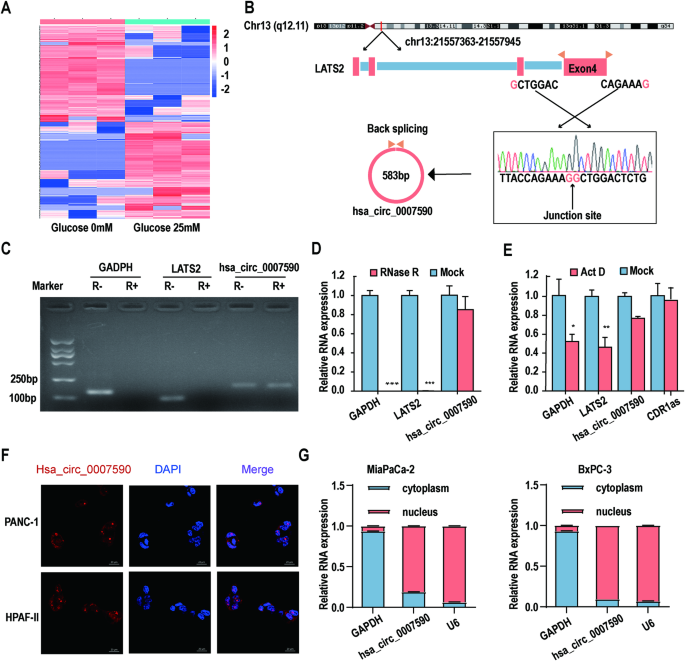 Hsa_circ_0007590/PTBP1 complex reprograms glucose metabolism by reducing the stability of m6A-modified PTEN mRNA in pancreatic ductal adenocarcinoma