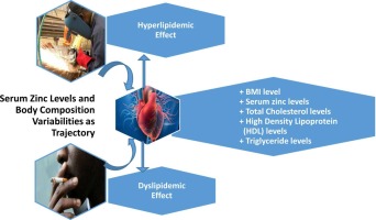 Serum zinc levels and body composition variability as trajectory for hyperlipidemic and dyslipidemic effect among welders exposed to welding fumes and smoking: A biomarker for cardiovascular health