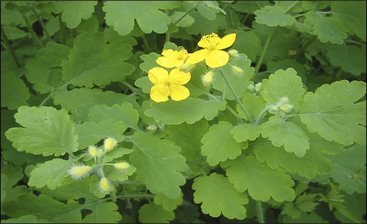 A Yellow Flower With Jaundice Power: Liver Injury Attributed to Greater Celandine