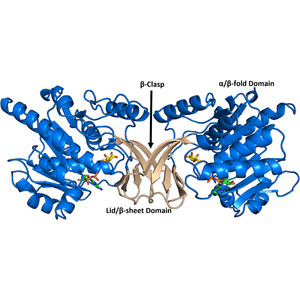 Michaelis-like complex of mouse ketohexokinase isoform C