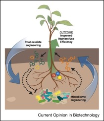 Engineering plant–microbe communication for plant nutrient use efficiency